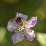 Sicus ferrugineus on a Bramble