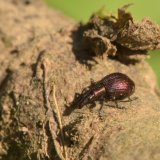 Sea-lavender Weevil