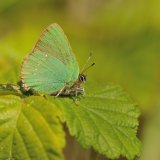 Green Hairstreak
