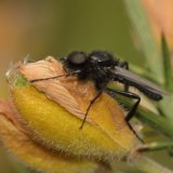 St Mark's Fly Bibio marci
