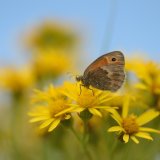 Gatekeeper on Ragwort