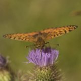 Dark Green Fritillary Argynnis aglaja