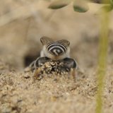 Silvery Leaf-cutter Bee digging