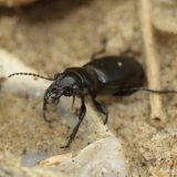 Strand-line Burrower Beetle