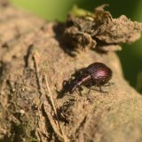 Sea-lavender Weevil Pseudaplemonus limonii