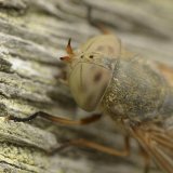Saltmarsh Horsefly Atylotus latistriatus