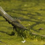 Female Migrant Hawker egg laying