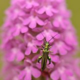 Swollen-thighed Beetle on Pyramidal Orchid