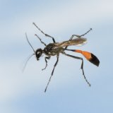 Red-banded Sand Wasp