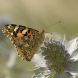 Painted Lady feeding on Sea Holly