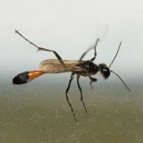 Red-banded Sand Wasp