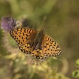 Dark Green Fritillary Argynnis aglaja