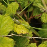 Short-winged Cone-head Conocephalus dorsalis