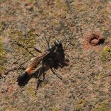Red-banded Sand Wasp