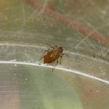 Sea-lavender Aphid Staticobium staticis