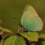 Green Hairstreak on Bramble