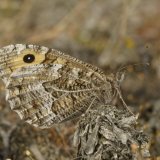 Grayling Butterfly Hipparchia semele