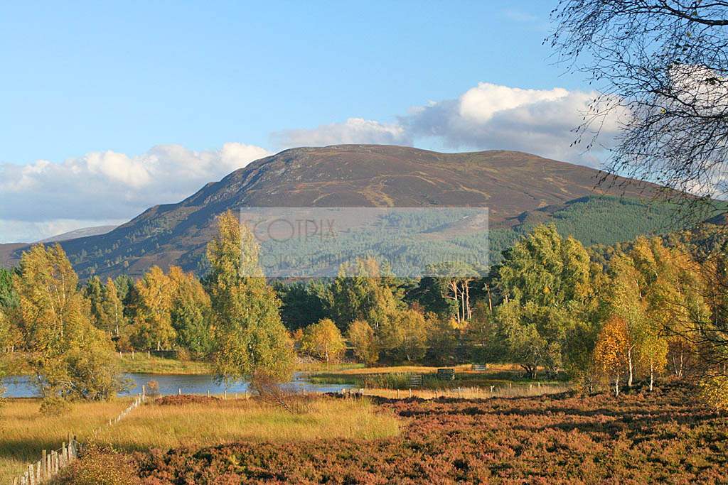 Cairngorm autumn