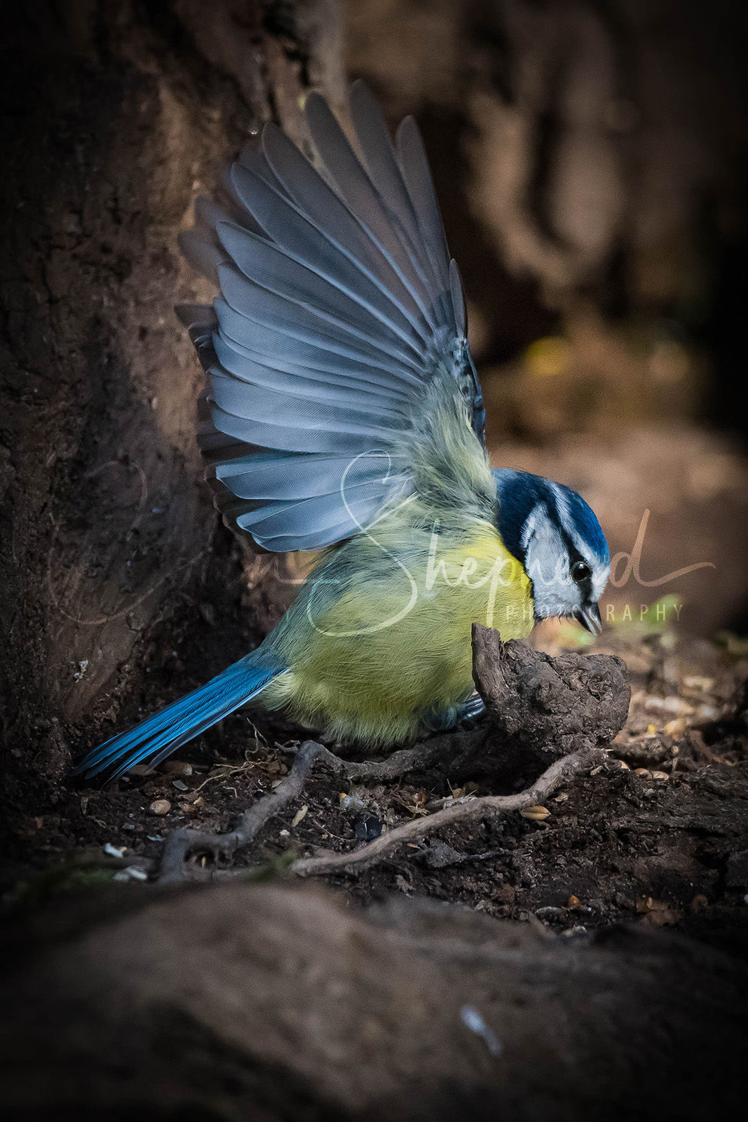 In a Flap