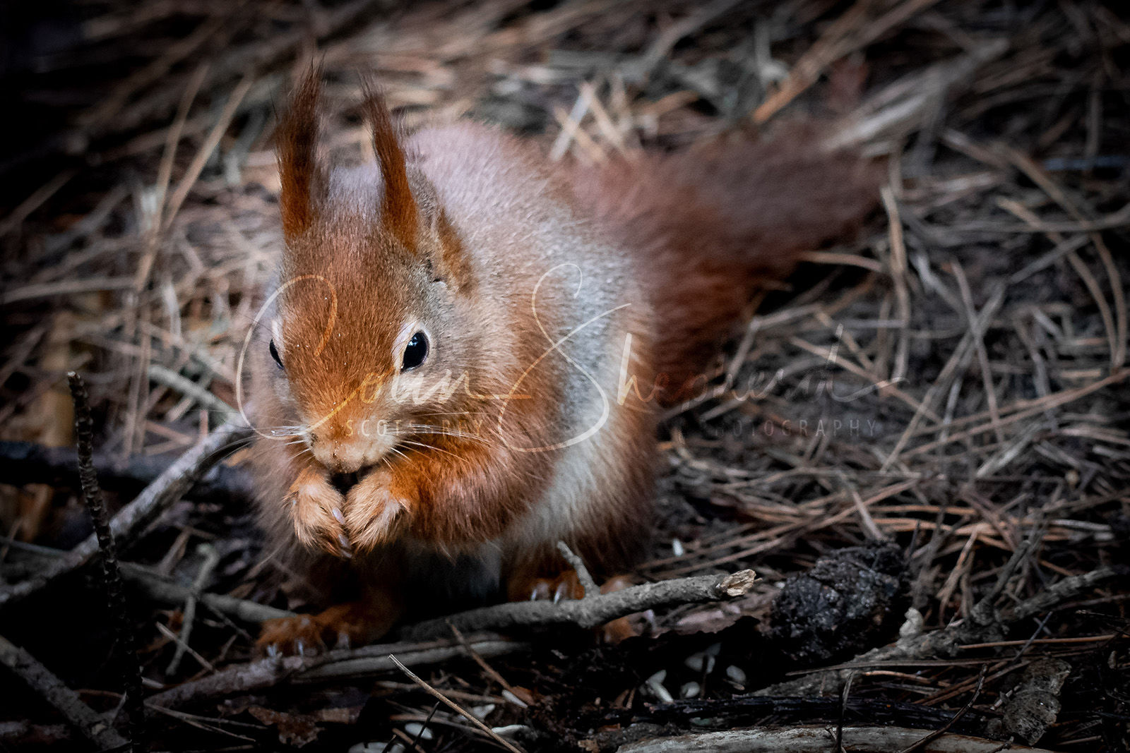 Red Squirrel