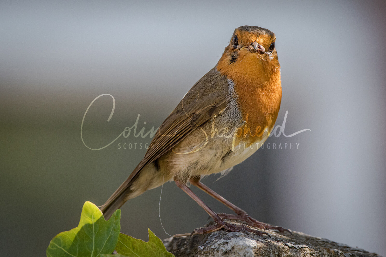 European Robin (Erithacus Rubecula)