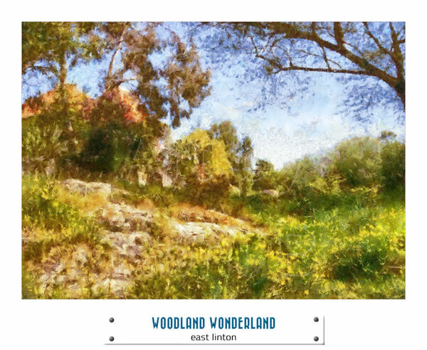WOODLAND WONDERLAND