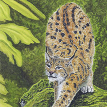 Eurasian Lynx Print