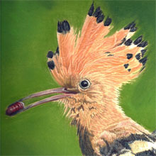 Hoopoe