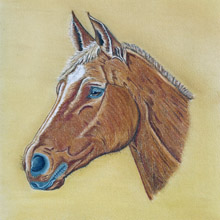 Horse Portrait