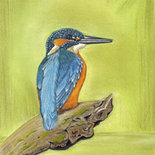 Kingfisher