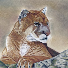 Mountain Lion