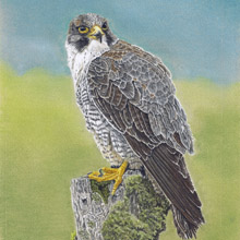 Peregrine Falcon