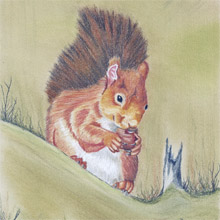 Red Squirrel with Nut