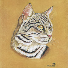Tabby Cat Portrait