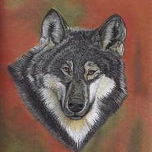 Portrait of a Wolf Print