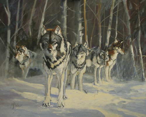 Grey wolves.