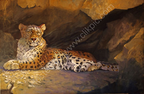 Top Cat - Amur Leopard
