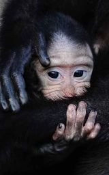 Baby Sulawesi Macaque