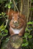 Red Squirral peeping from a treee.