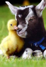 Chick n Kid