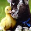 Chick n Kid