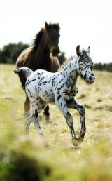 Spoty Dartmoor foal