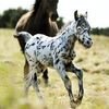 Spoty Dartmoor foal