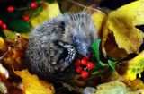 Baby hedgehog
