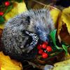 Baby hedgehog