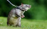 Gambian Pouched Rat