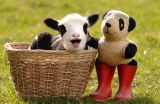 Panda lamb