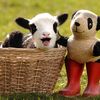 Panda lamb