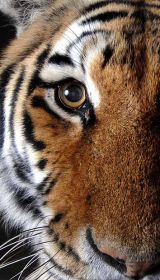 Sparkwell Zoo