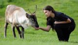 Baby Reindeer